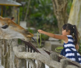 The little girl who feeds the giraffe HD picture
