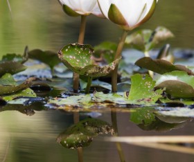 The lotus pond sleeps in full bloom Stock Photo 01