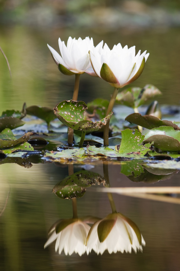 The lotus pond sleeps in full bloom Stock Photo 01