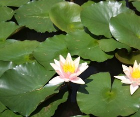The lotus pond sleeps in full bloom Stock Photo 02