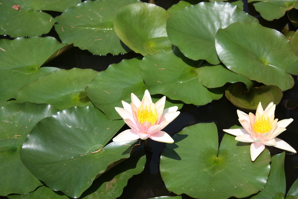 The lotus pond sleeps in full bloom Stock Photo 02