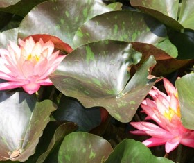 The lotus pond sleeps in full bloom Stock Photo 03