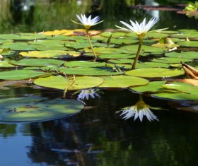 The lotus pond sleeps in full bloom Stock Photo 04