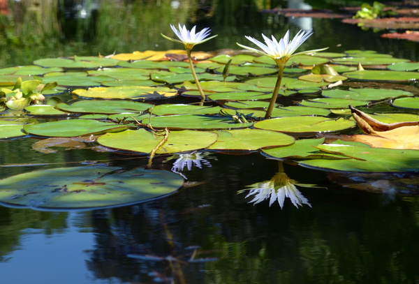 The lotus pond sleeps in full bloom Stock Photo 04