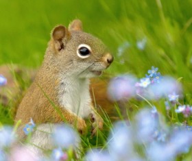 The marmots in the grass Stock Photo