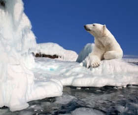 The polar bear on the ice Stock Photo