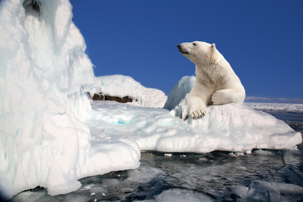 The polar bear on the ice Stock Photo