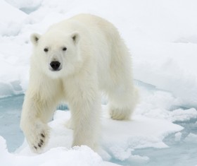 The polar bear on the ice walks Stock Photo
