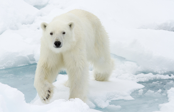 The polar bear on the ice walks Stock Photo