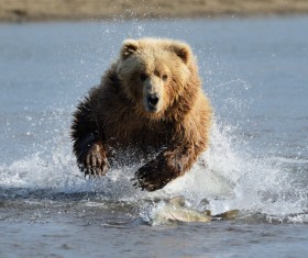 The river to catch fish grizzly Stock Photo