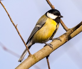 The tits on the branches Stock Photo 01