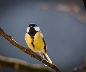 The tits on the branches Stock Photo 02