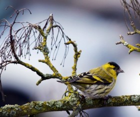 The tits on the branches Stock Photo 03