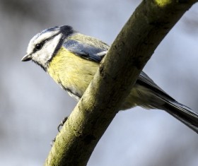 The tits on the branches Stock Photo 04