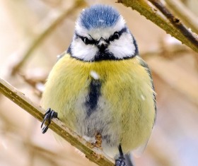 The tits on the branches Stock Photo 05