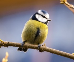 The tits on the branches Stock Photo 06