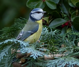 The tits on the branches Stock Photo 07