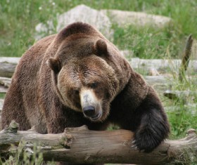 The wild brown bear Stock Photo