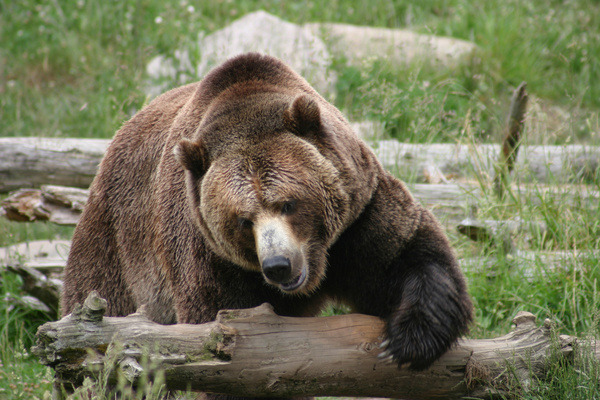 The wild brown bear Stock Photo