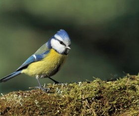 Titmouse Stock Photo
