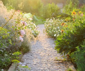 Trail flowers Stock Photo
