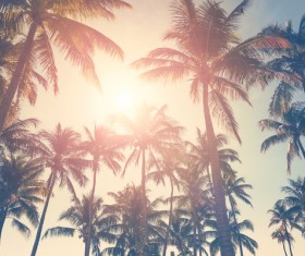 Tropical palm trees Stock Photo 01