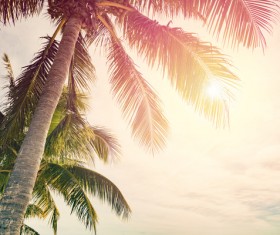 Tropical palm trees Stock Photo 02