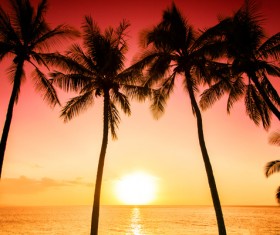 Tropical palm trees Stock Photo 03