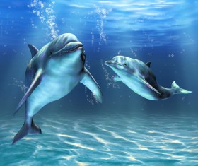Two dolphins HD picture
