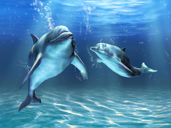 Two dolphins HD picture