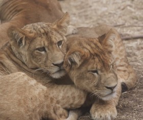 Two lions cubs HD picture