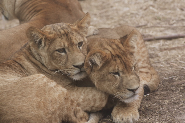 Two lions cubs HD picture