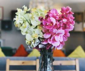 Vase Phalaenopsis Stock Photo