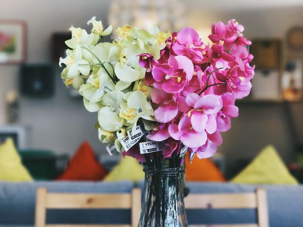 Vase Phalaenopsis Stock Photo