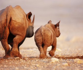 Walking rhinoceros Stock Photo