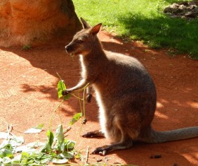 Wallaby HD picture