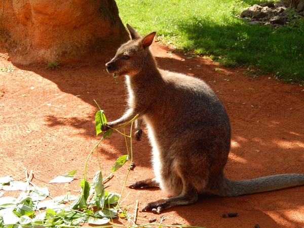 Wallaby HD picture