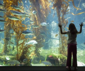 Watch the little fish in the aquarium Stock Photo