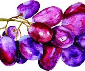 Watercolor grapes vector material