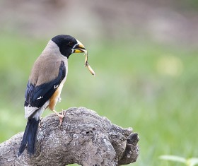 Wax mouth bird Stock Photo