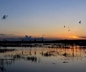 Wetland park sunset beauty HD picture