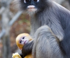 White-headed langur with cubs HD picture