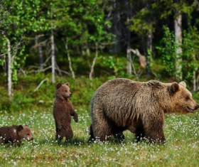 Wild Grizzlies and Cubs Stock Photo