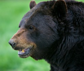 Wild black bear Stock Photo