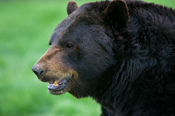 Wild black bear Stock Photo