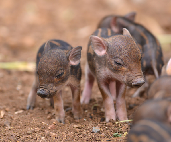 Wild boar cubs HD picture