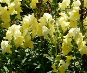 Yellow Goldfish Stock Photo