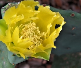 Yellow cactus flower Stock Photo
