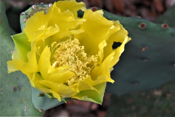 Yellow cactus flower Stock Photo