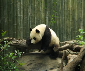Zoo panda Stock Photo